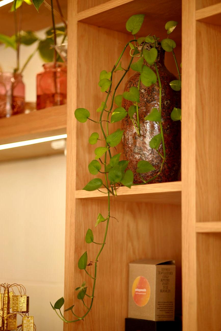 Our Plant Display