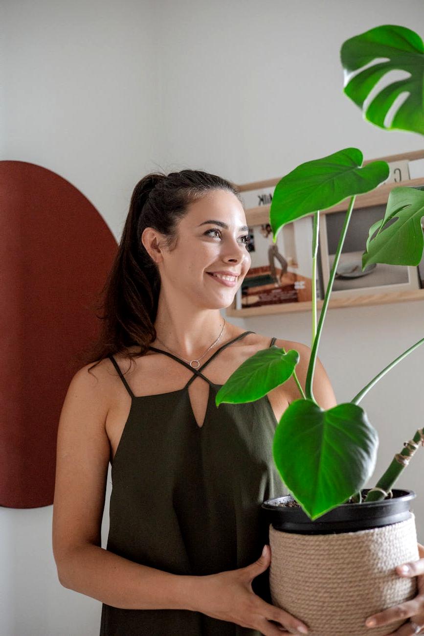 Fiddle Leaf Fig Plant
