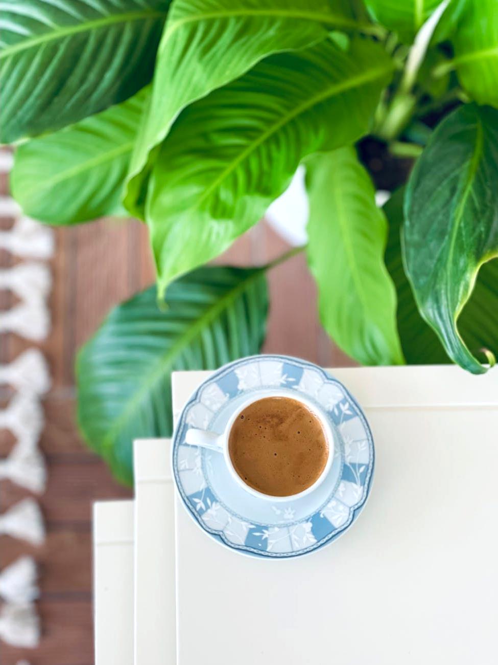 Peace Lily Plant